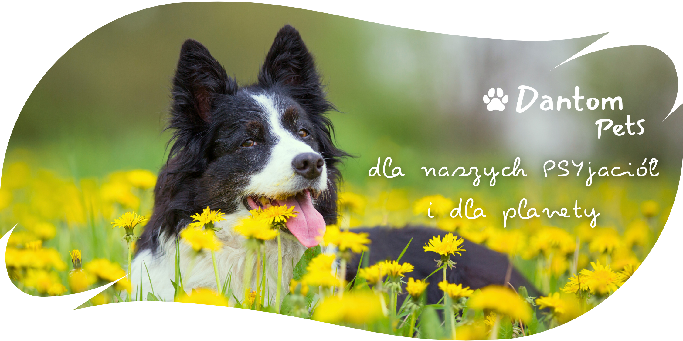 Dantom Pets baner - dla naszych PSYjaciół i dla planety